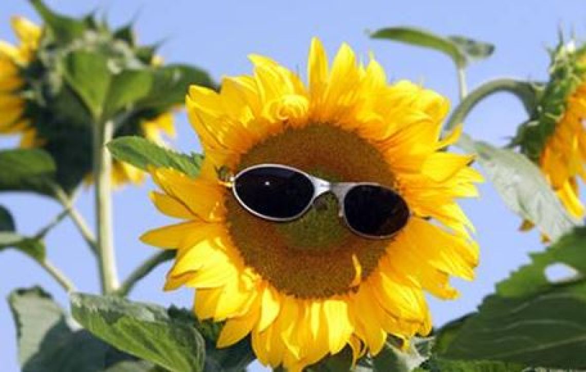 Sæsonafslutning/ Sommerkoncert 