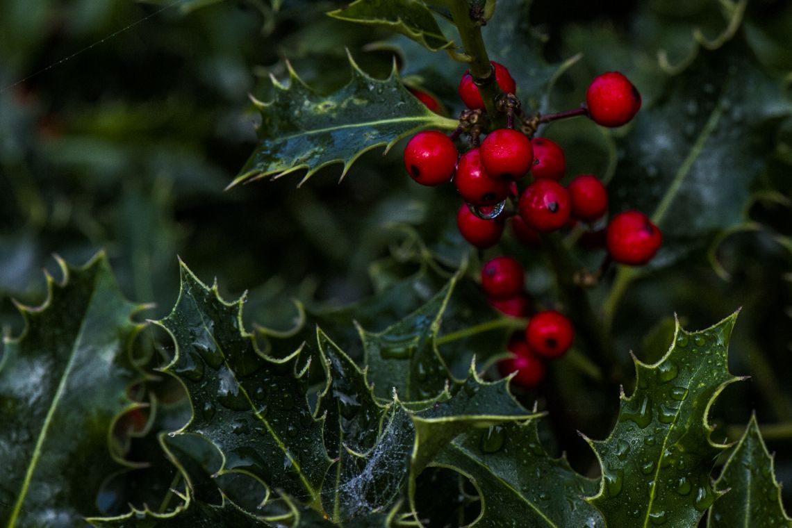 Julegospelkor i Nazaret kirke v/ Louise Kofoed